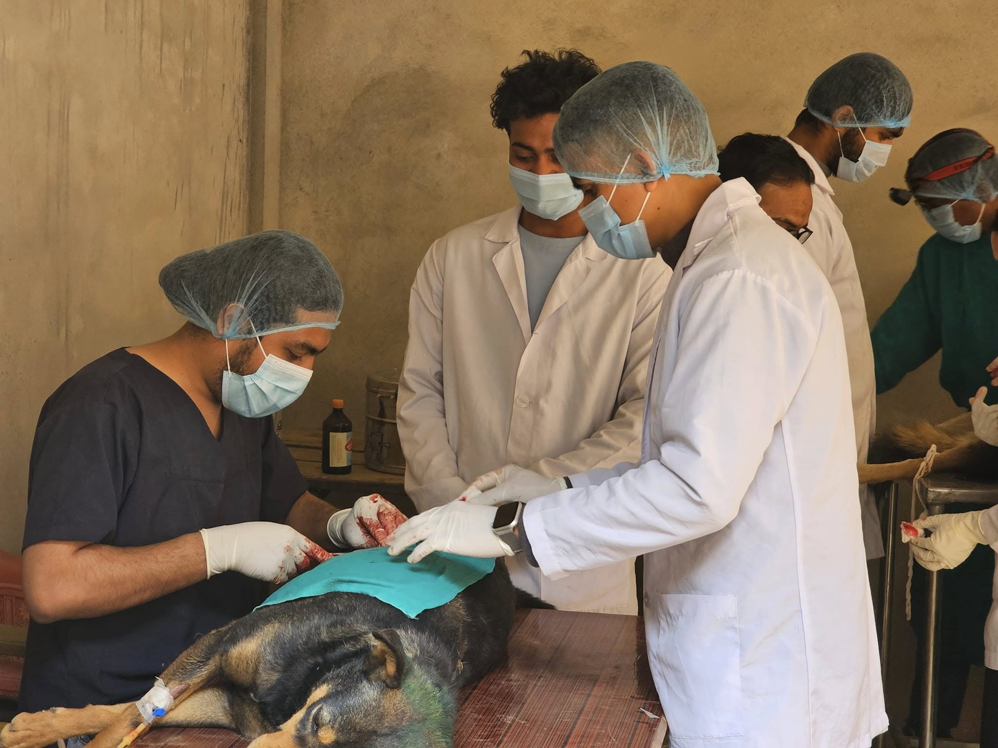 Animal Birth Control Program at Sandhikharka,Arghakhanchi