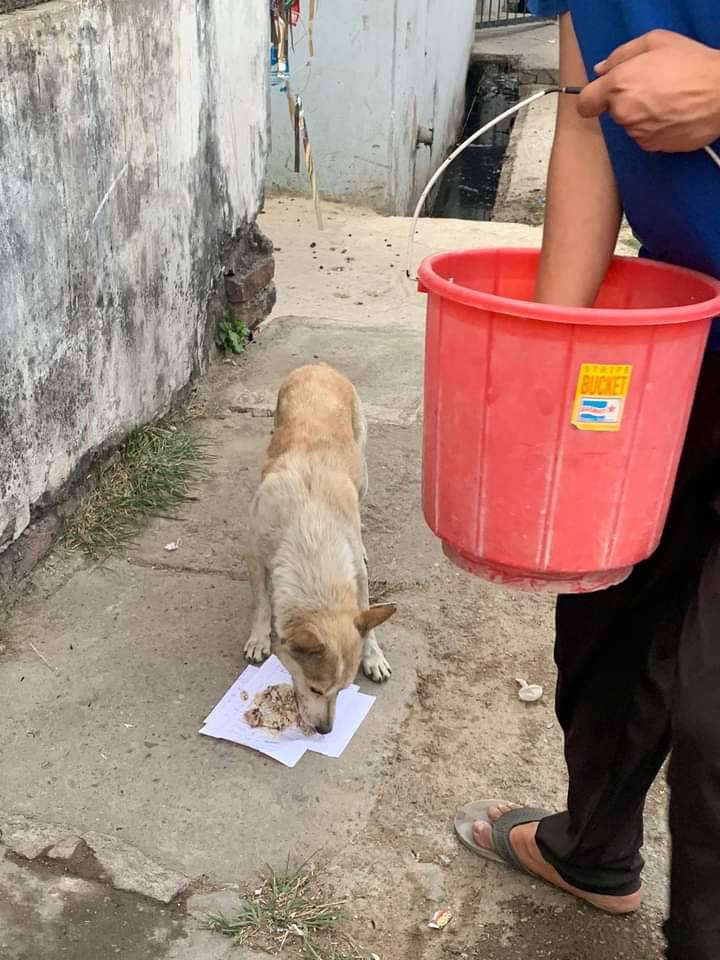 Dog Feeding Program on the occasion of World Veterinary Day - 2023